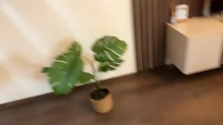 Pixie drinks Submerge b decrease and gets Golden Shower Halloween edition